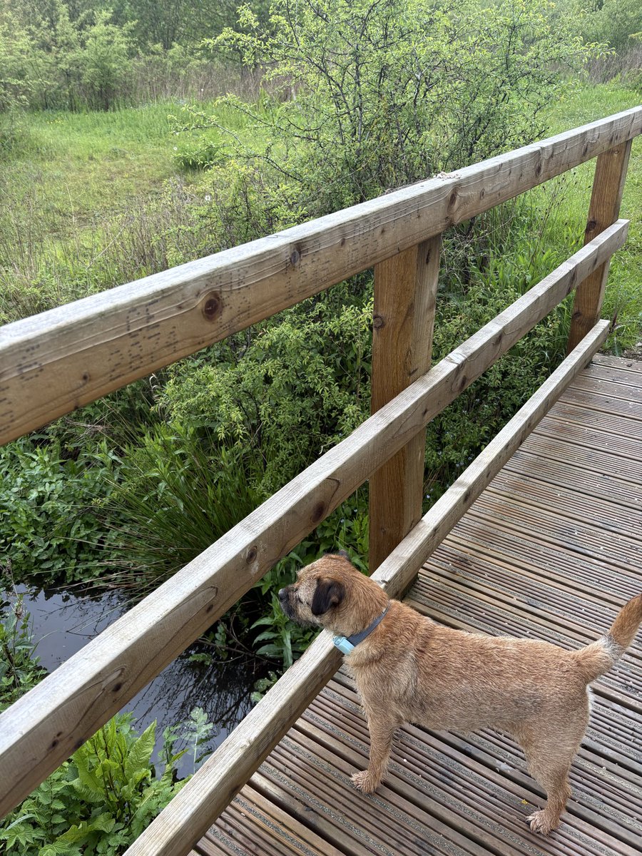 Basil the BT CBE tweet media