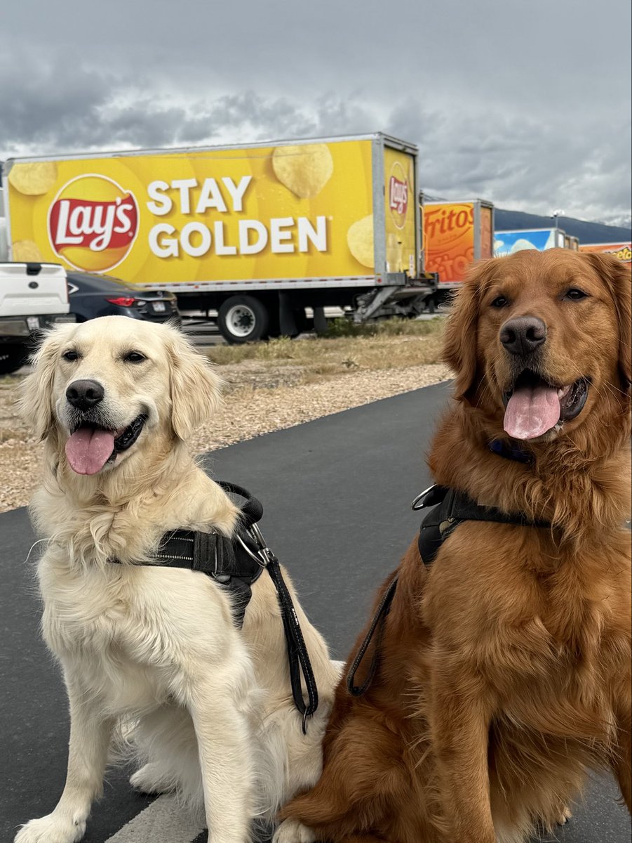 JenBryson06's tweet photo. They understood the assignment. Corporate sponsorship? They accept treats as payment ✨🐕#staygolden @LAYS https://t.co/hPbc3BQAoH