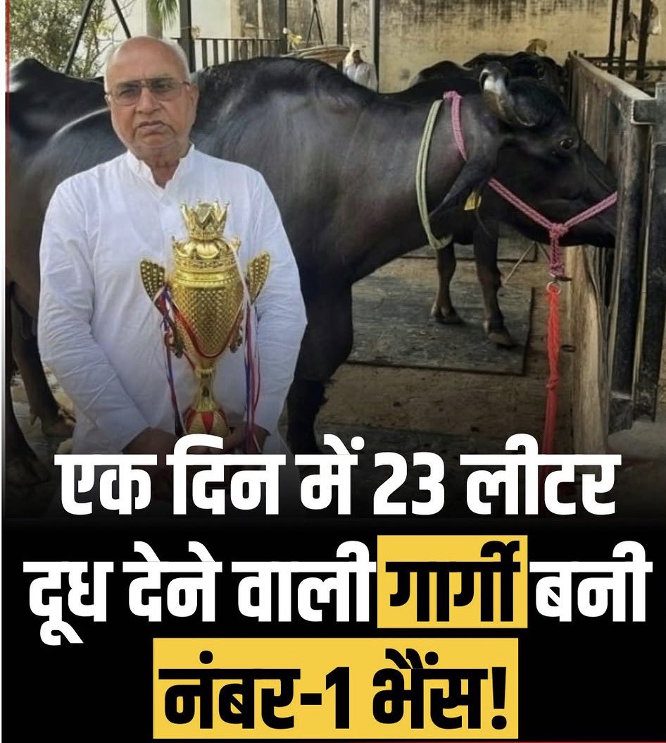 all_Govt_JobHub's tweet photo. गार्गी भैंस ने बनाया नया रिकॉर्ड, 23 लीटर दूध देकर बनी UP की नंबर 1 भैंस, सहारनपुर के मोहम्मदपुर गांव की मुर्रा नस्ल की भैंस 'गार्गी' ने सबसे ज़्यादा 23.375 लीटर दूध देकर पूरे उत्तर प्रदेश में पहला ��्थान हासिल किया है।
#bestbuffalow #bestmilk #bestanimal https://t.co/83HIYgXaJl