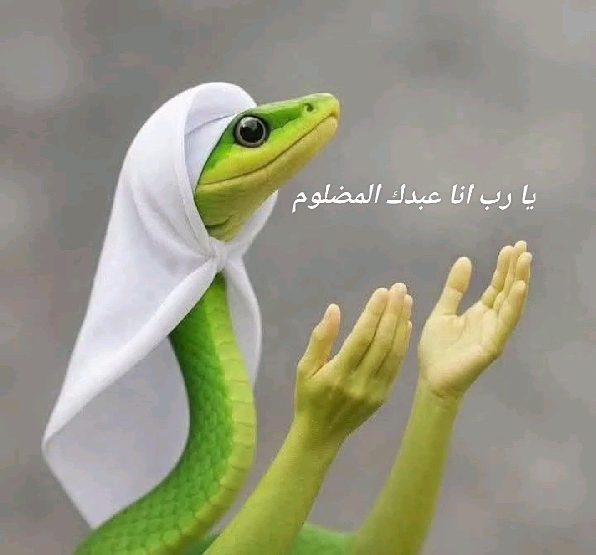 🌼مها tweet media