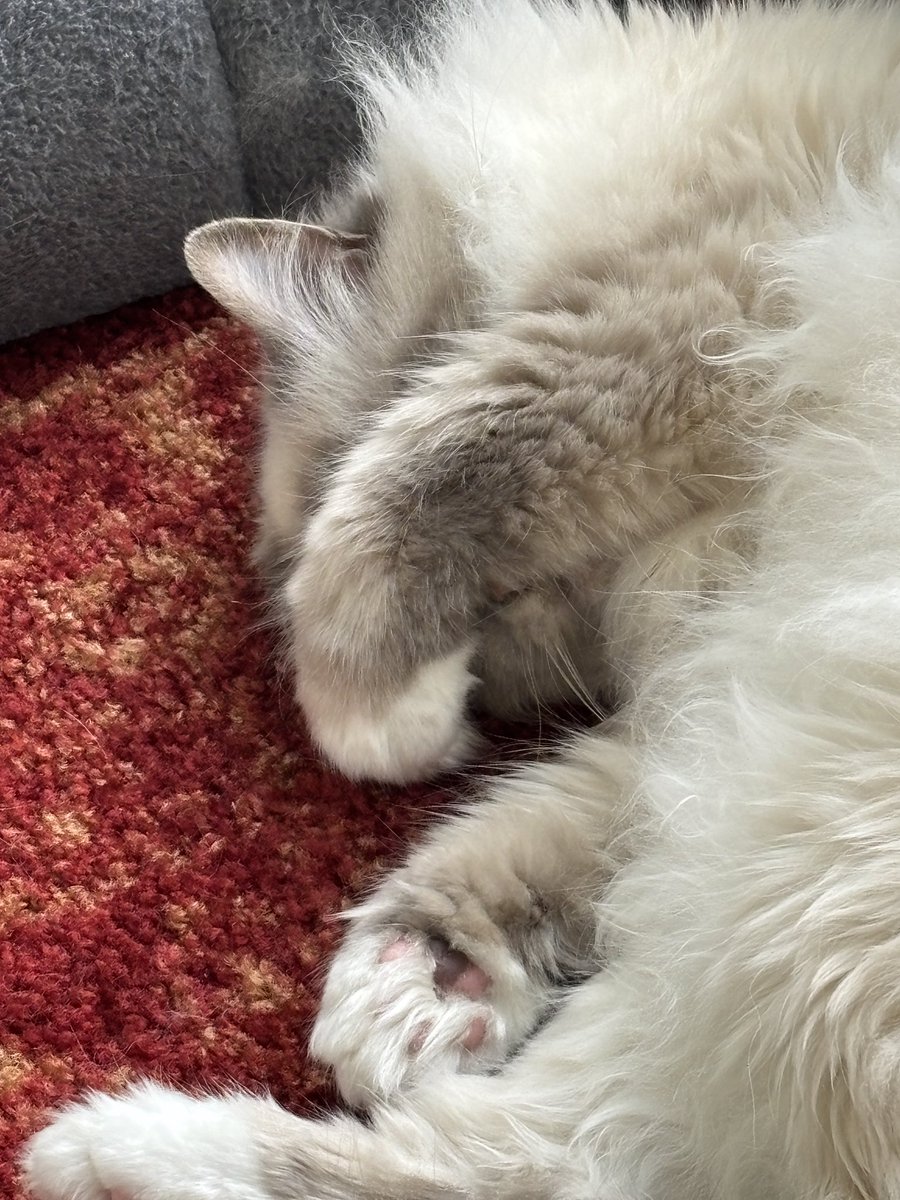 ElizGriff2016's tweet photo. Mama says the glimpses of my #toebeantuesday are delectable 
♥️😘Ari😘♥️ #CatsOfX https://t.co/OqPtwbRoYl