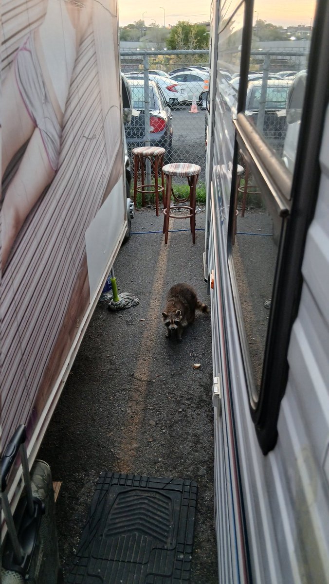 apt2329's tweet photo. My Friend's Mobile Mallard.
&amp; raccoon came by to visit.
May 18th, 2026, St Henri. https://t.co/qoOpRV30FT