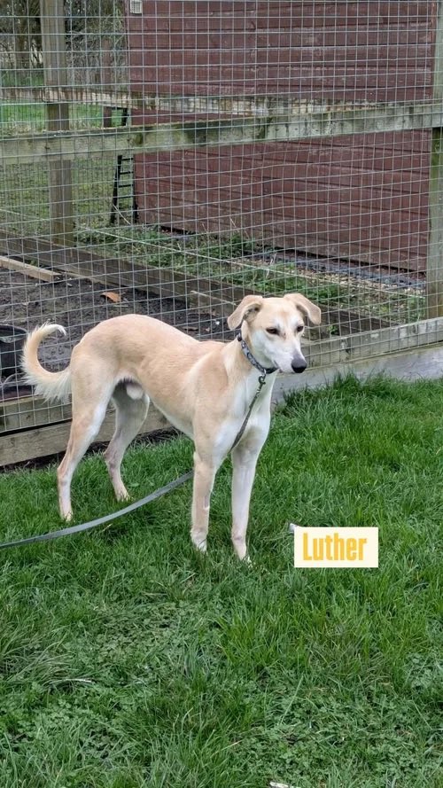 Lurcher SOS 🐾🐾 tweet media