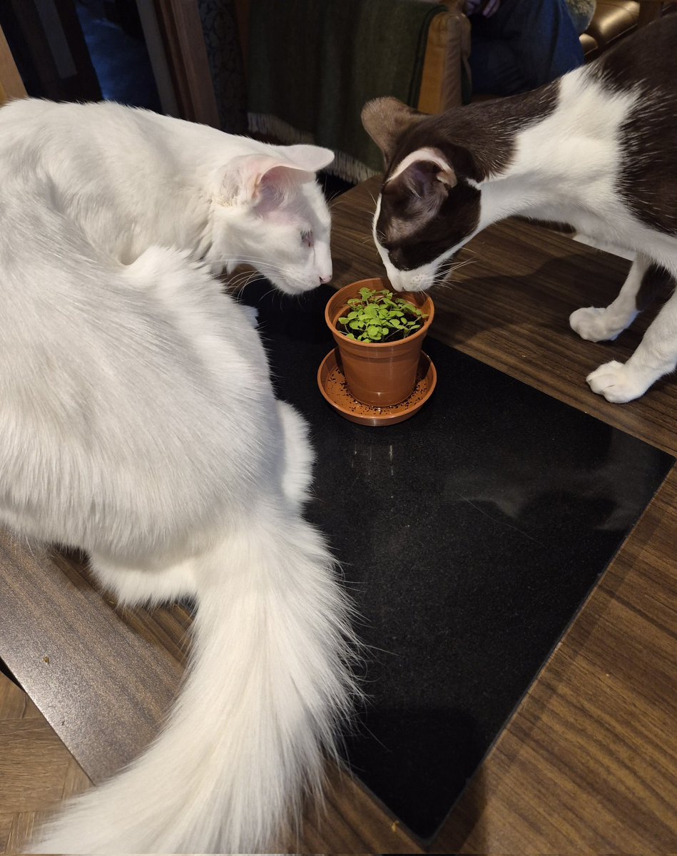 Catnip tweet media