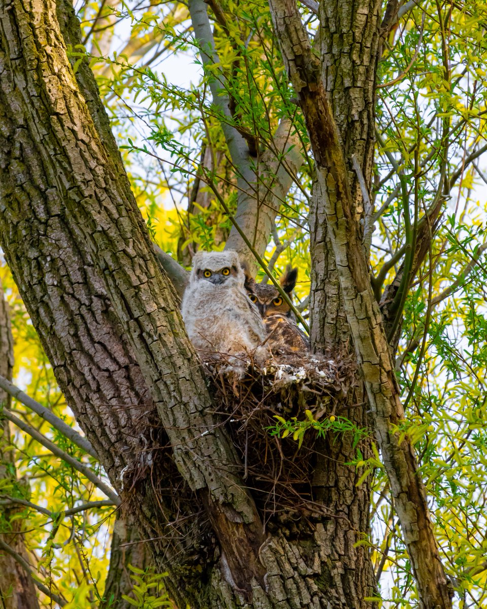 K_Wicksy's tweet photo. A majestic great horned owl and her owlet. 🦉 Mother Nature is incredible, spending time with wildlife is one of life’s greatest joys. With spring in full force, you ever know what you might encounter. Get outside! https://t.co/h9RjHZUT5M