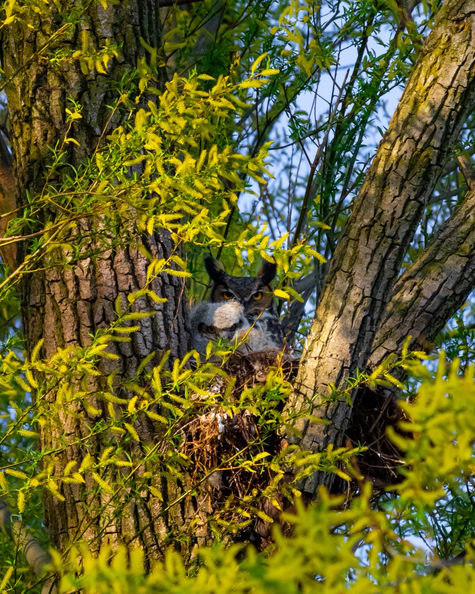 K_Wicksy's tweet photo. A majestic great horned owl and her owlet. 🦉 Mother Nature is incredible, spending time with wildlife is one of life’s greatest joys. With spring in full force, you ever know what you might encounter. Get outside! https://t.co/h9RjHZUT5M