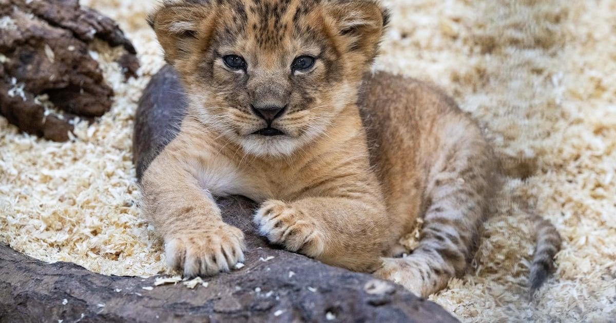 WPXI's tweet photo. Pittsburgh Zoo &amp; Aquarium announces birth of lion cub https://t.co/ZW4UR4TiDR https://t.co/VfiWX6hdtz