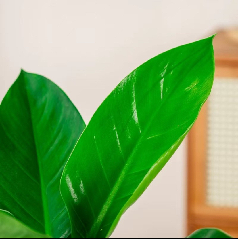 Seahawks21's tweet photo. When your work laptop heats up so you decide it’s time for a 5-minute desk plant check-in. https://t.co/f1h0FOX9lo