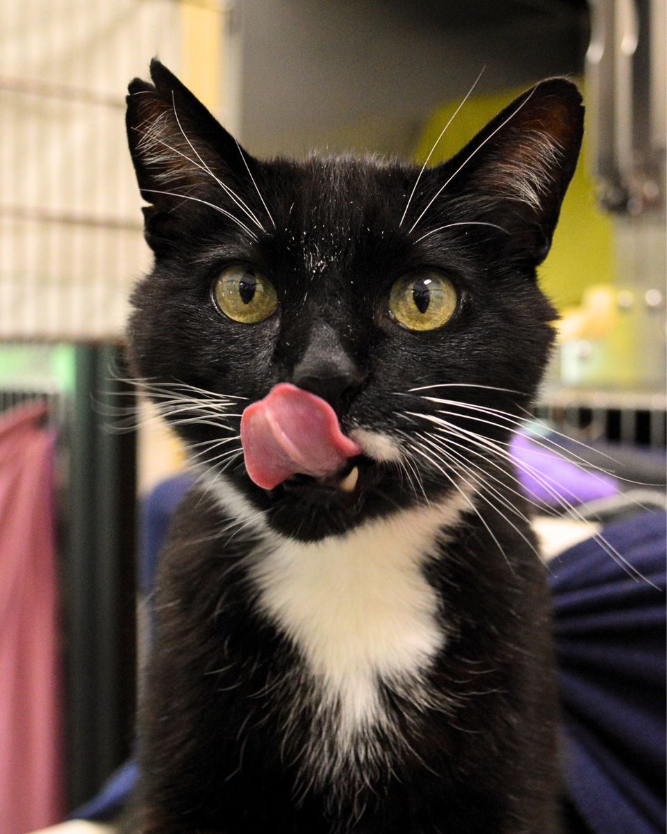 Greenhill Humane tweet media