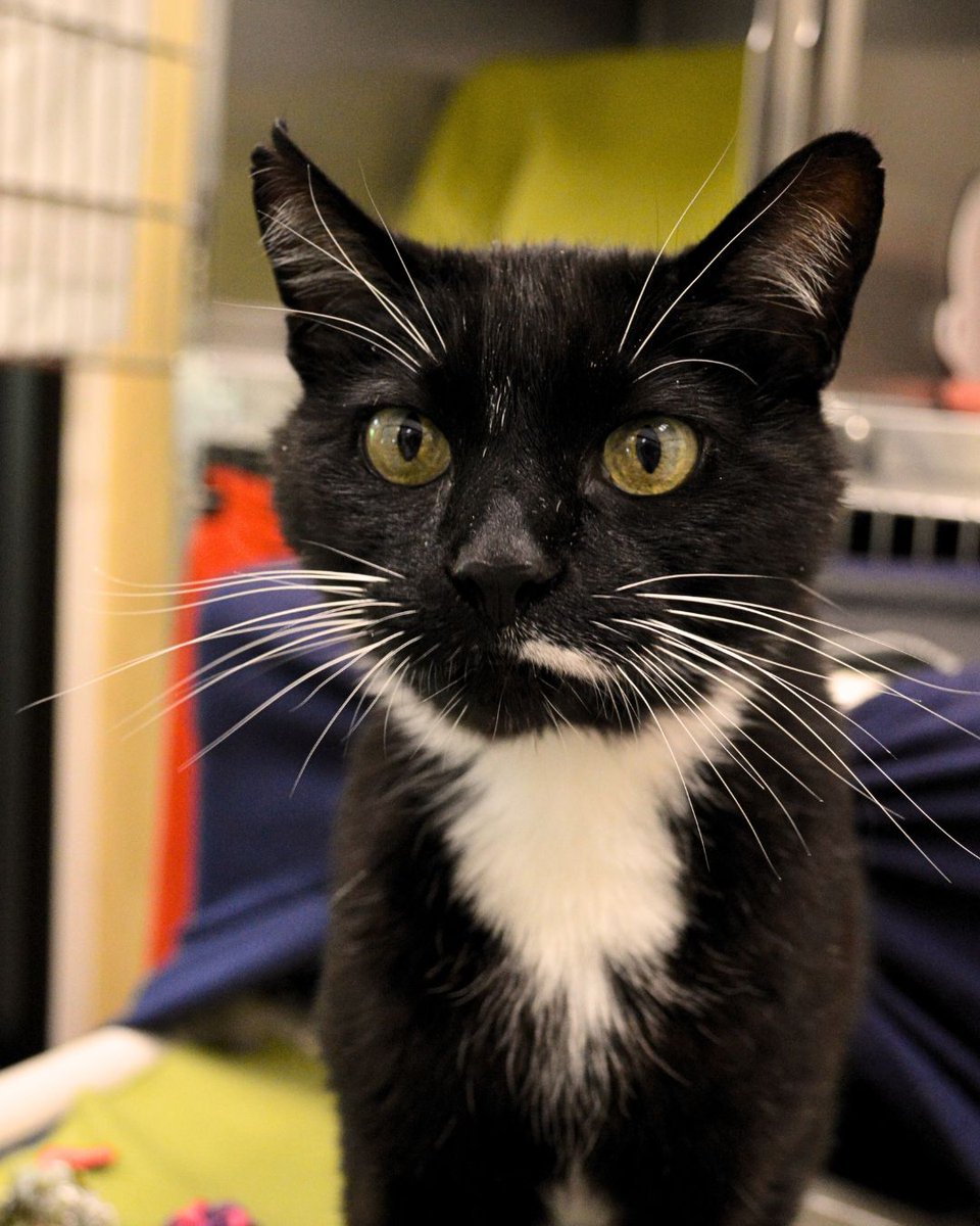 Greenhill Humane tweet media