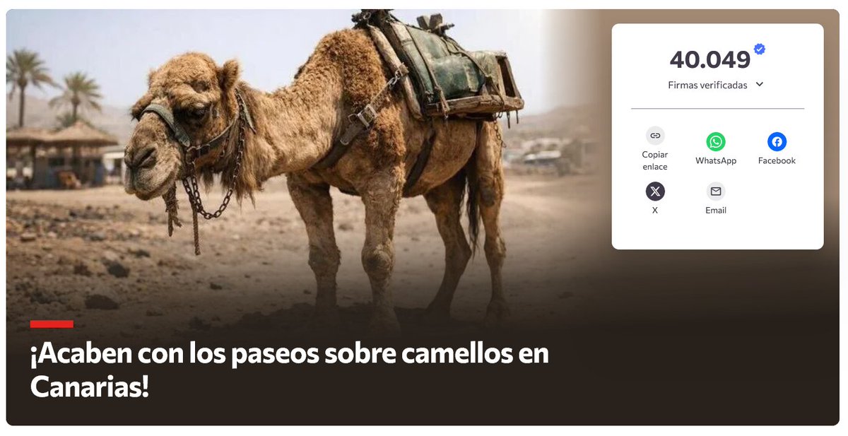 ruben_prz's tweet photo. ¡SUPERADAS LAS 40.000 FIRMAS! 🐪🛡️

Seguimos presionando para acabar con los CRUELES PASEOS sobre camellos en Canarias.

FIRMA AHORA ➡️ https://t.co/xOzuGJ6qdN https://t.co/rcncB66jBU