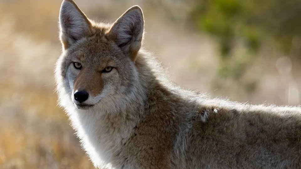 yichc19's tweet photo. This connects so much with what I learned while researching coyotes this week. Coexistence seems much more possiblewhen people understand animal behavior and make small changes to help wildlife stay wild. 
#60animals https://t.co/iEmx4ypIx1