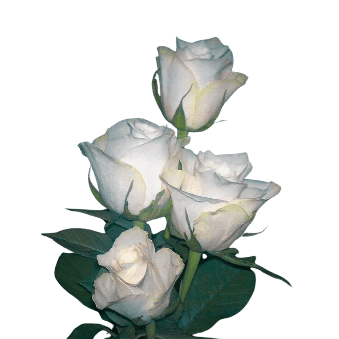 ✿𝙃𝙚𝙞𝙢𝙙𝙖𝙡𝙖𝙧𝙜𝙖𝙡𝙙𝙧 tweet media
