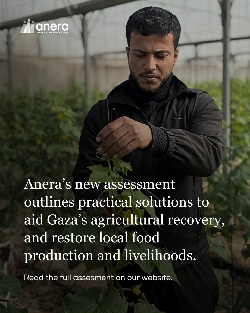 AneraOrg's tweet photo. Gaza’s agriculture sector is under immense strain. Anera's recent assessment highlights where recovery can begin. In accessible areas, some farmers continue to produce, supported by a small number of functioning nurseries supplying seedlings. Local markets retain limited agricultural inputs and small-scale production persists despite the challenges. These pockets of activity point to a critical opportunity: with targeted support, parts of the system can be brought back into operation. Read the full assessment on our website: https://t.co/0Emnw29p87