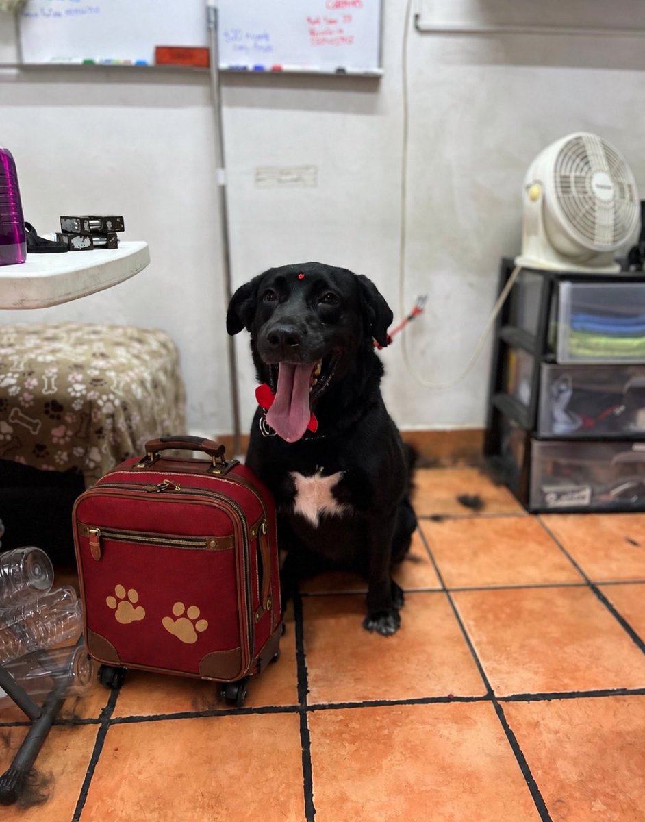𝙷𝚎𝚕𝚊 𝙼𝚘𝚛𝚎 🐶 tweet media