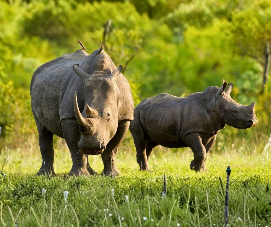 Animal Survival International tweet media