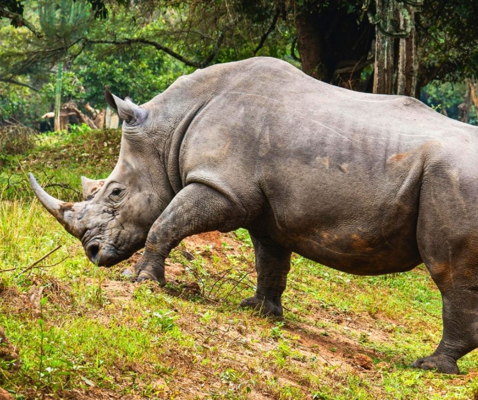 Animal Survival International tweet media