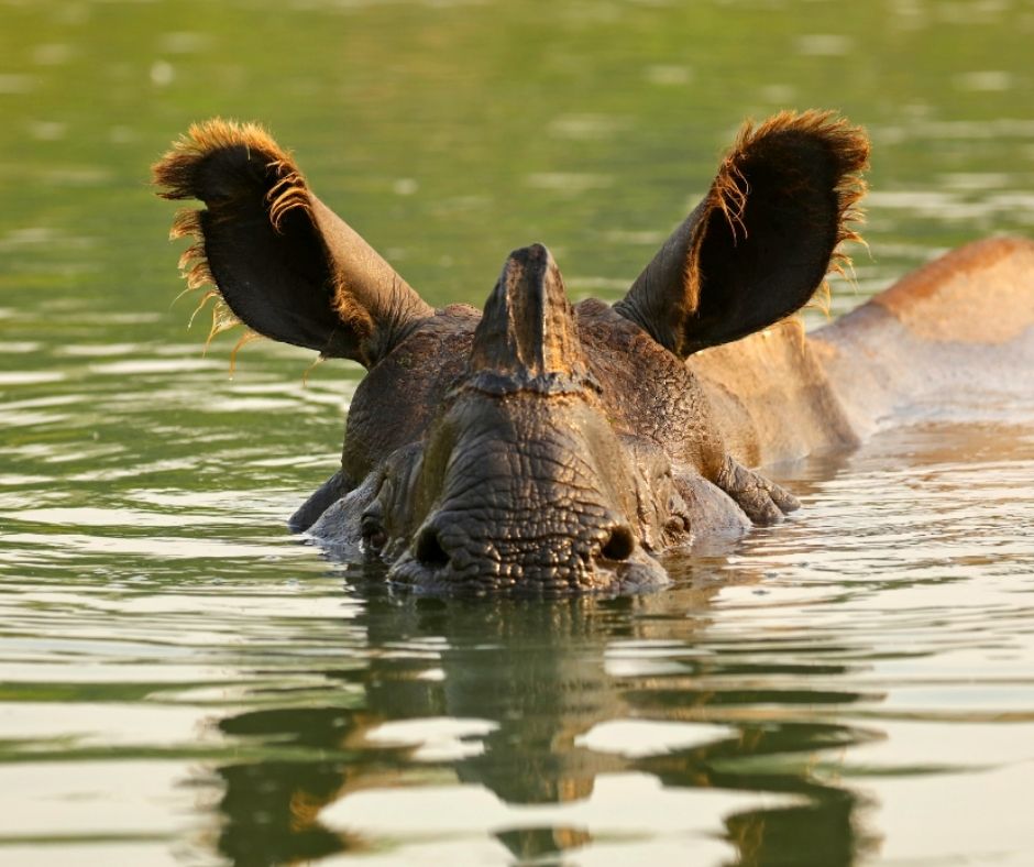 Animal Survival International tweet media