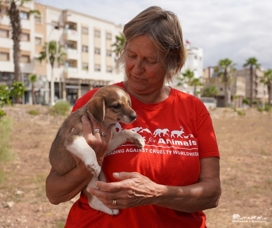 Network For Animals 🐾 tweet media