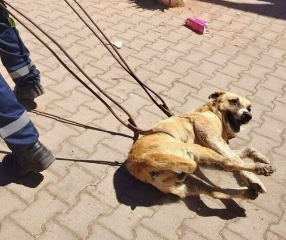 Network For Animals 🐾 tweet media