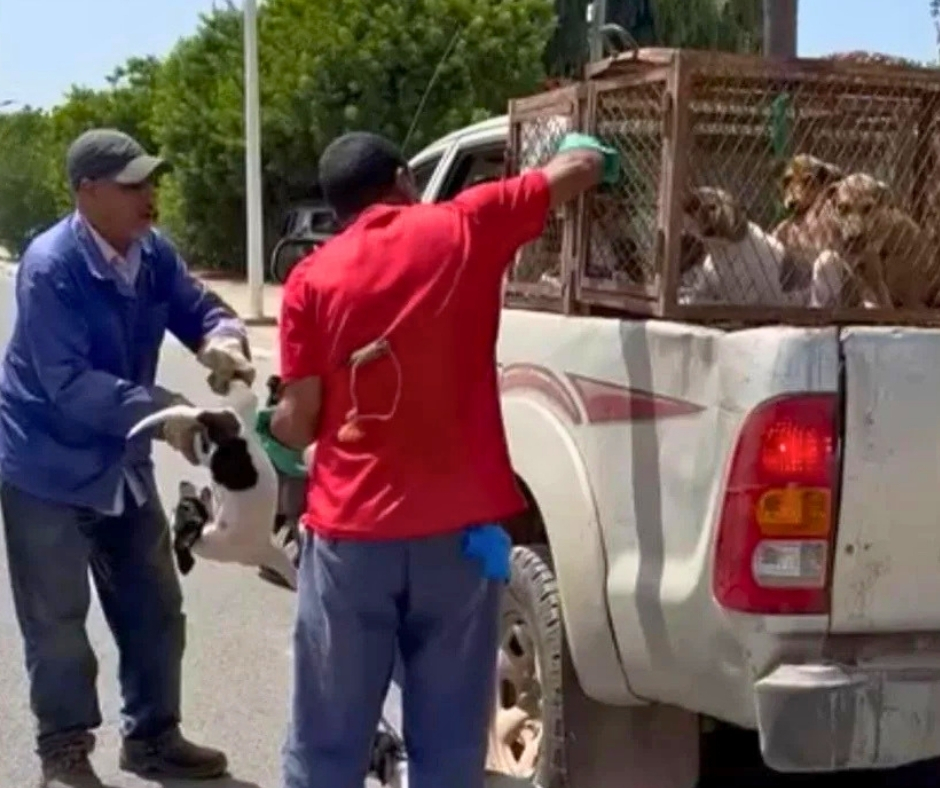 Network For Animals 🐾 tweet media