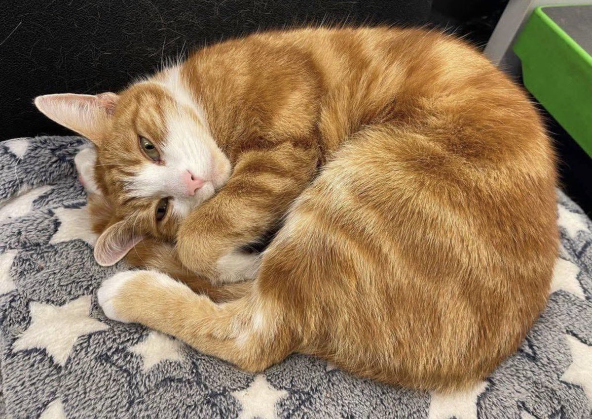 George The Stourbridge Junction Station Cat tweet media