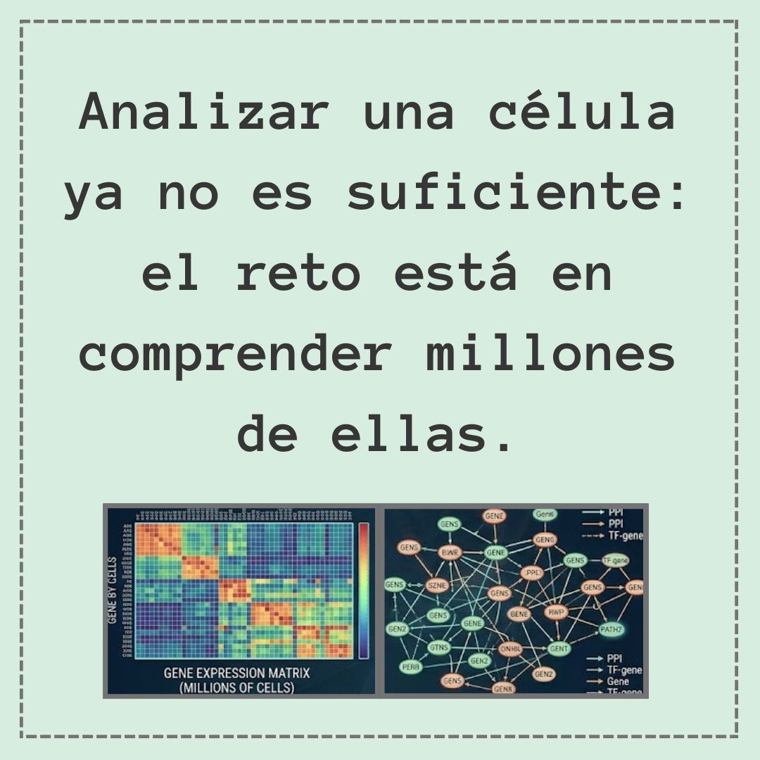 BioinforUSJ's tweet photo. La transcriptómica de célula única está transformando nuestra comprensión de la heterogeneidad celular. 🧬
 “scKGBERT: a knowledge-enhanced foundation model for single-cell transcriptomics” (Genome Biology, 2025)  #SingleCell #AI #Bioinformatics #Genomics https://t.co/PHX52vAdY8