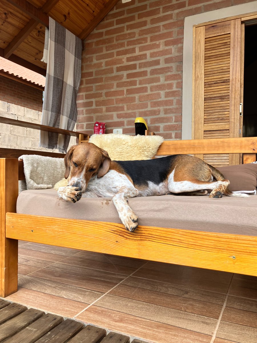 AhhLEX montero 🤠🐶🛻🇧🇷🙏 tweet media