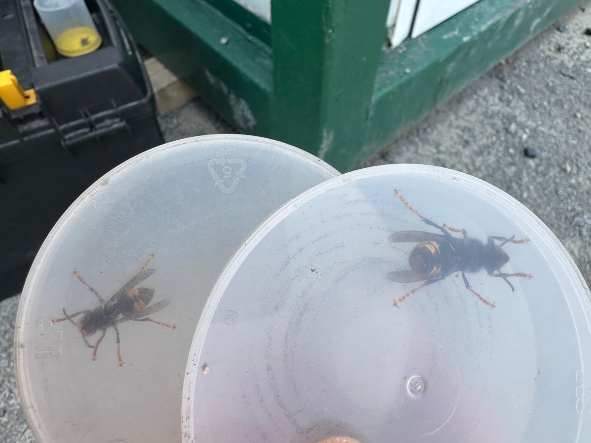 BarakaldoPcivil's tweet photo. Por aviso de personal de obra, @BarakaldoPcivil ha retirado un nido de avispa asiática en las obras del tanque de tormentas.

El nido se encontraba en fase primaria, al atardecer retiramos nido y echamos spray por si queda alguna.

#VespaVelutina
#AvispaAsiatica
#MedioAmbiente https://t.co/qRSKVOwh0S