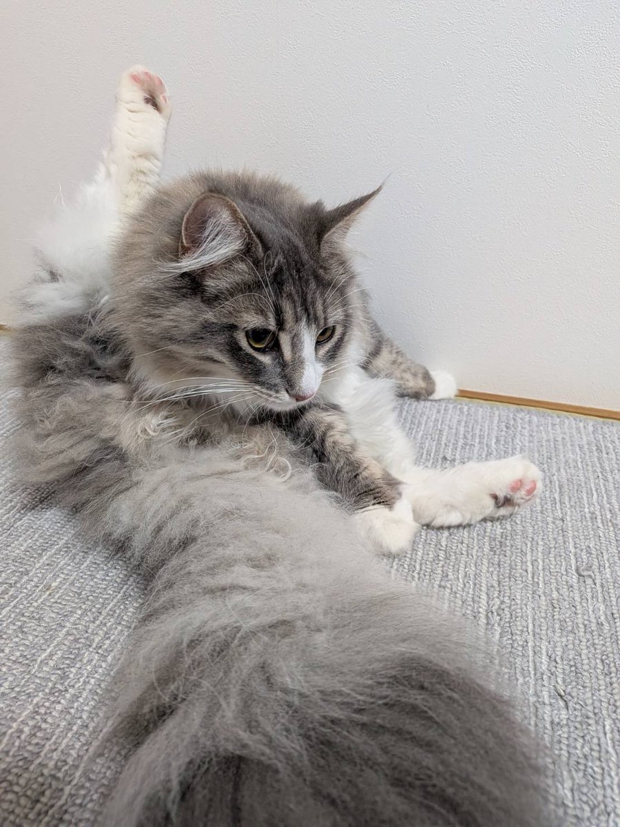 母が送ってくれたむぅちゃんの写真です