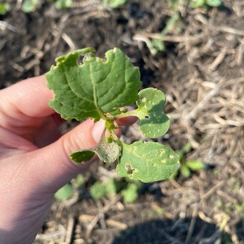 Manitoba Agriculture tweet media