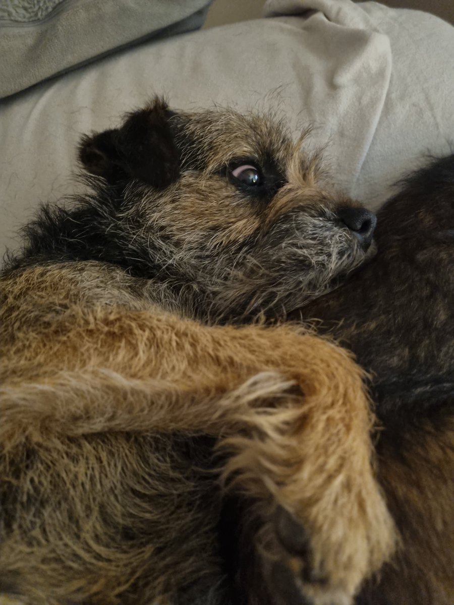 Nipper_BT's tweet photo. FDS @GrumpygrumpsT Reggie i's woz sound asleep #Borderterrier #BTPosse https://t.co/qFo3zPOXZ5