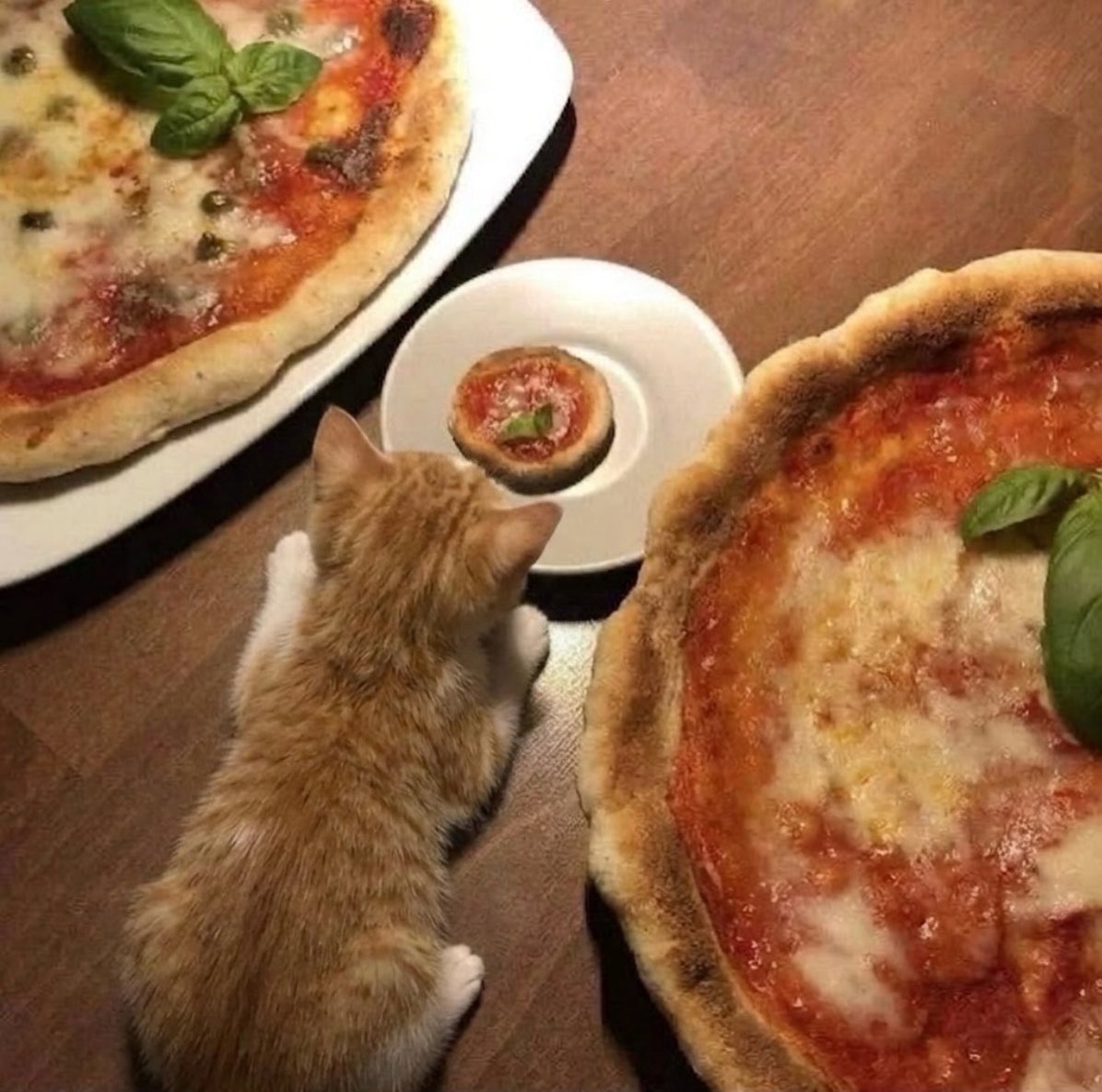 gatos fazendo gatices tweet media