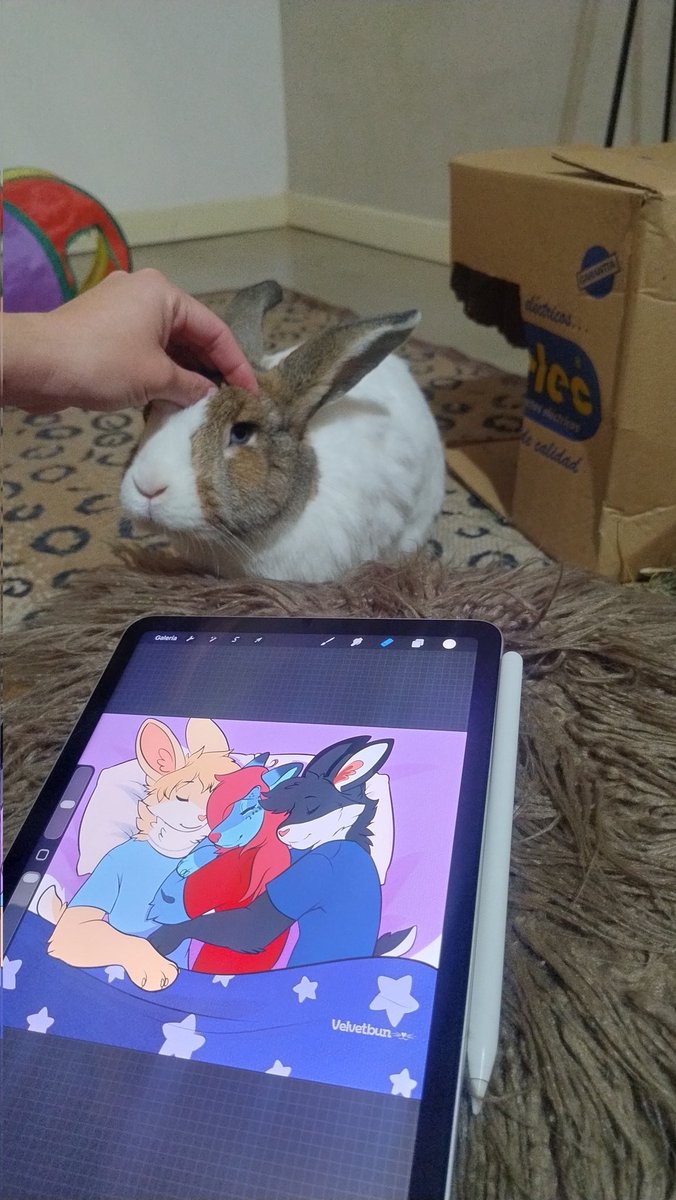 VelvetBun 🐰✨ tweet media