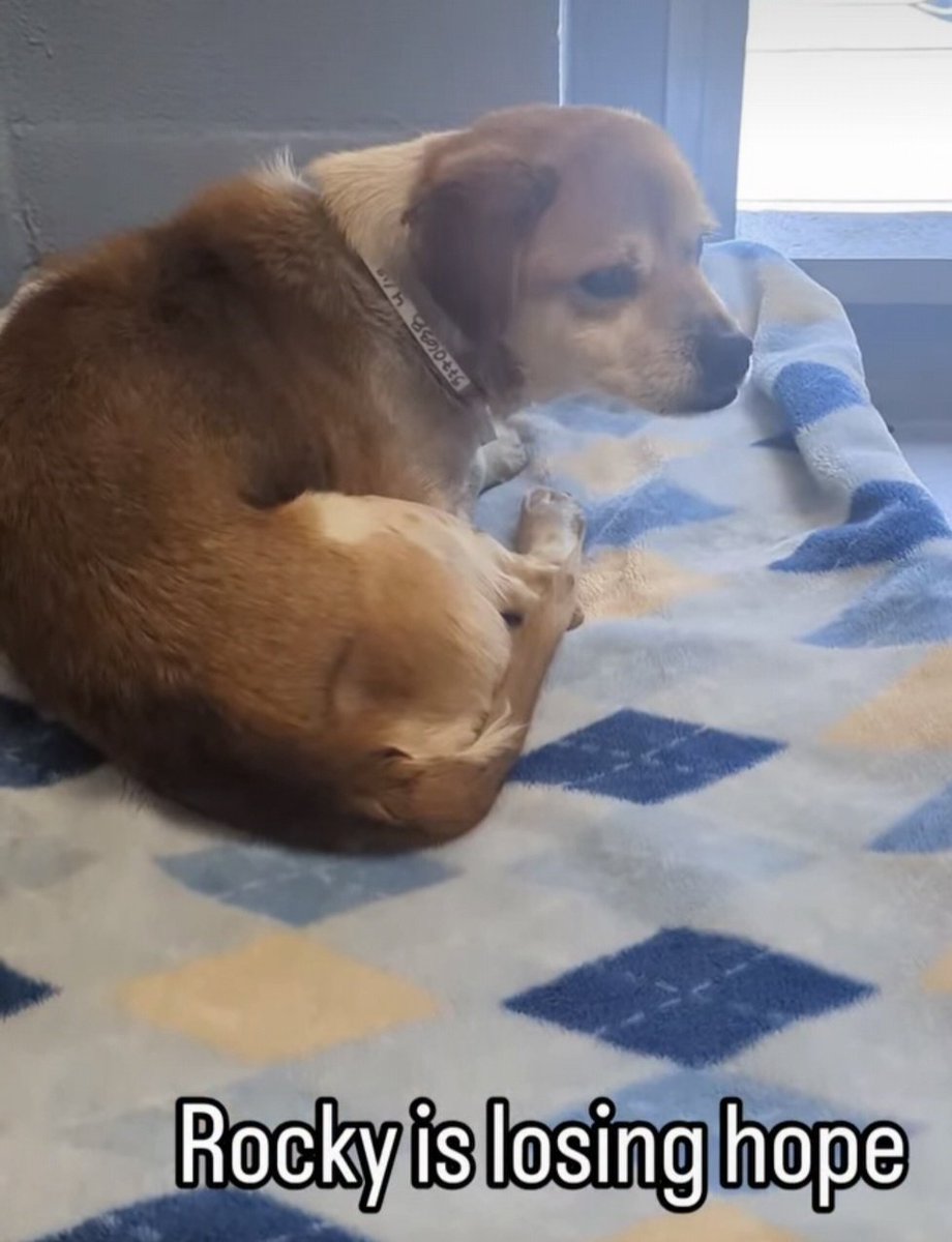 Maple 🐕 🎹 🎸 💙 tweet media