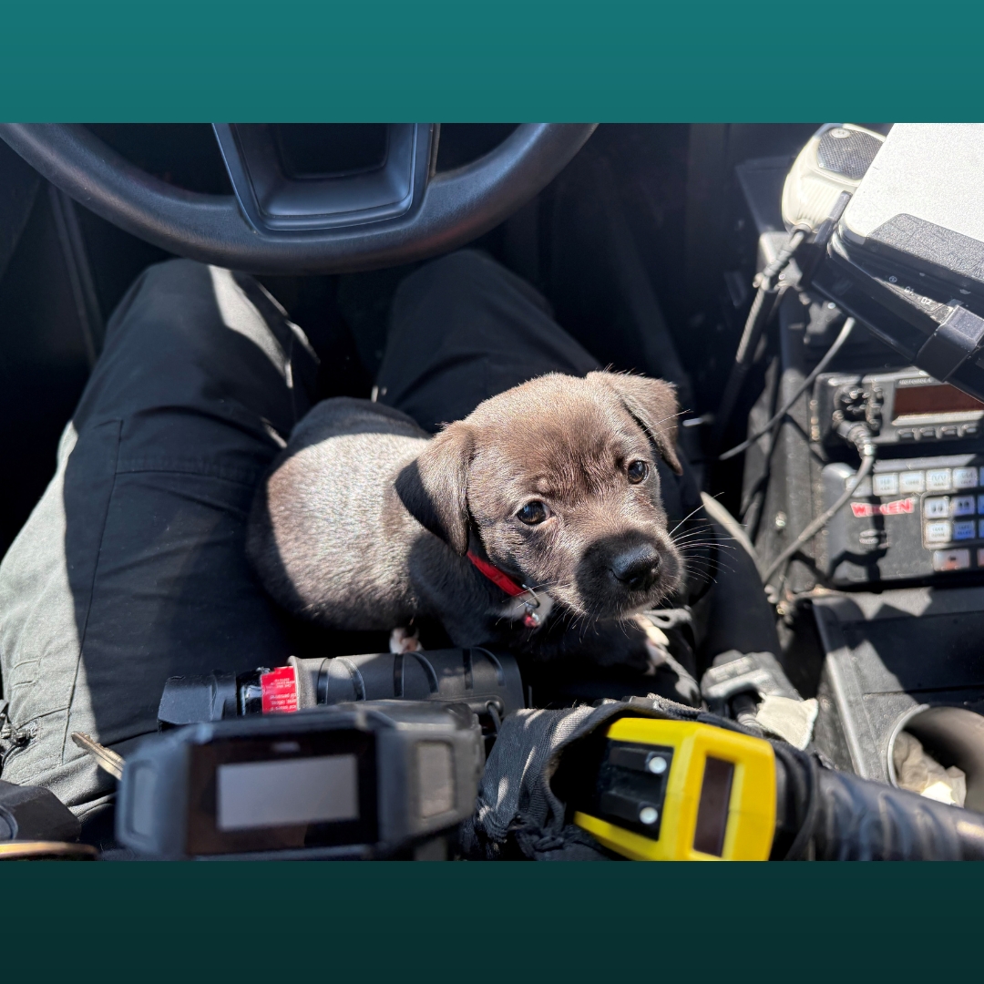 Greensboro Police Department tweet media