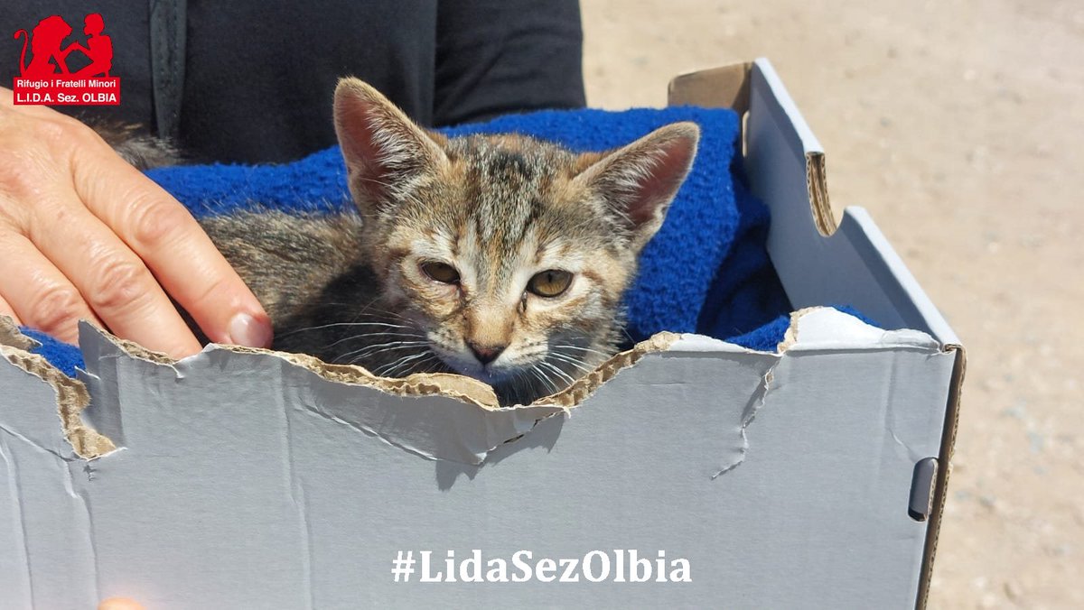 Lida sez. Olbia ODV tweet media