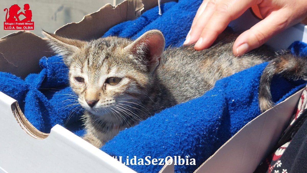 Lida sez. Olbia ODV tweet media