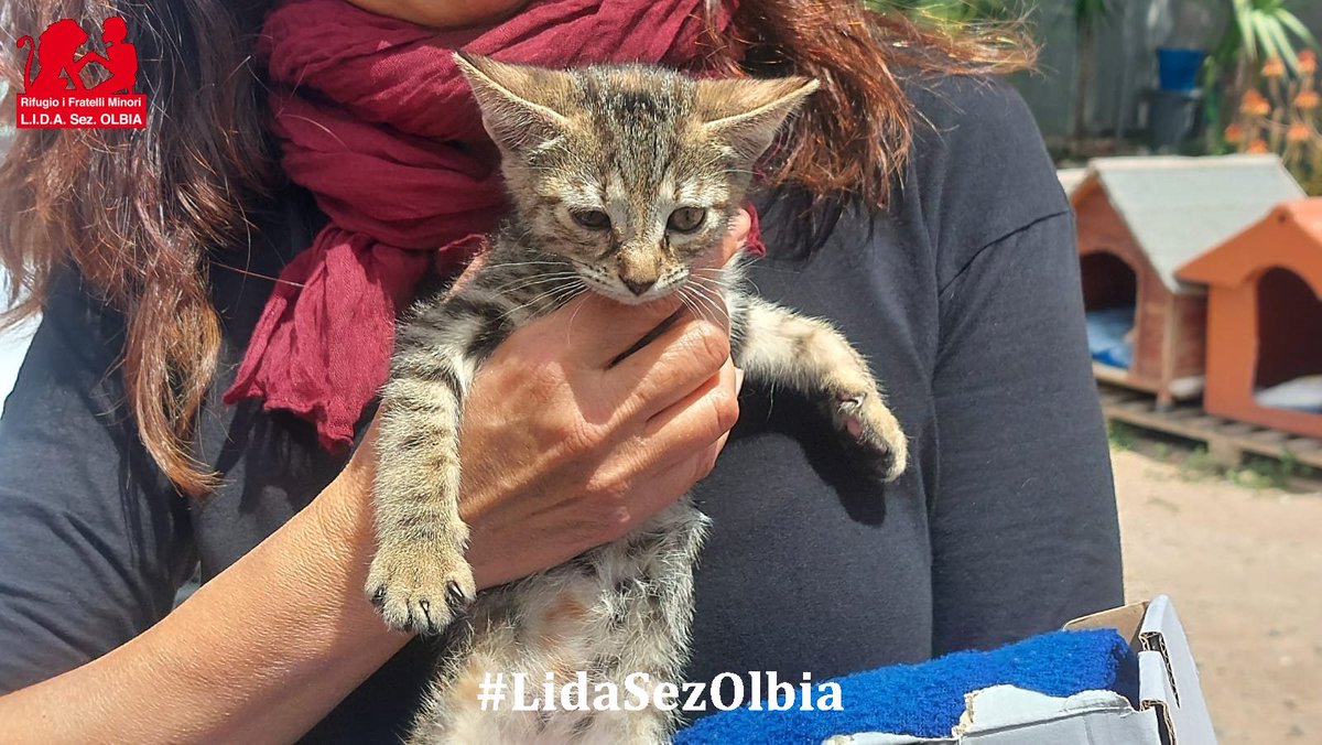 Lida sez. Olbia ODV tweet media