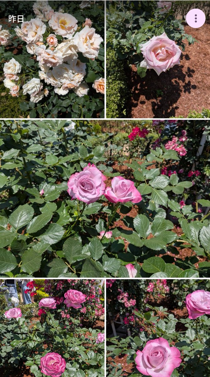 trickhoney69's tweet photo. 先週の日曜に薔薇見に行ってきた！🌹 桜もネモフィラも藤も「何枚まで」って決めてるわけではないけど、気がつけば毎回結構な量撮っている…笑(スクショ撮るだけ撮って上げてなかった🙃) https://t.co/Vgnd7vW0GK