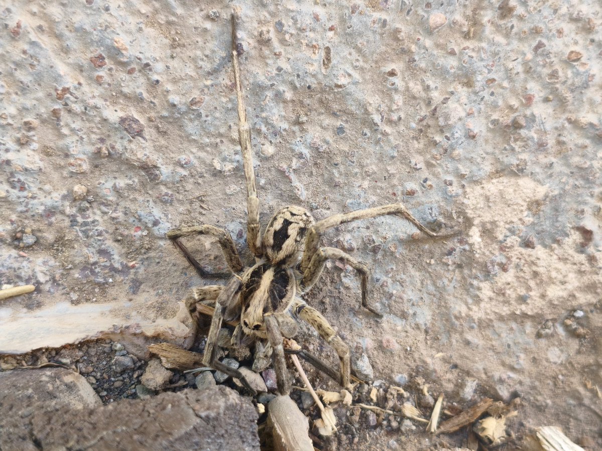_suertudon's tweet photo. @Arachno_Cosas esta pequeñuela apareció en Guanaceví Durango. Se hacía la muerta 😵 https://t.co/BD2fX7qFGR