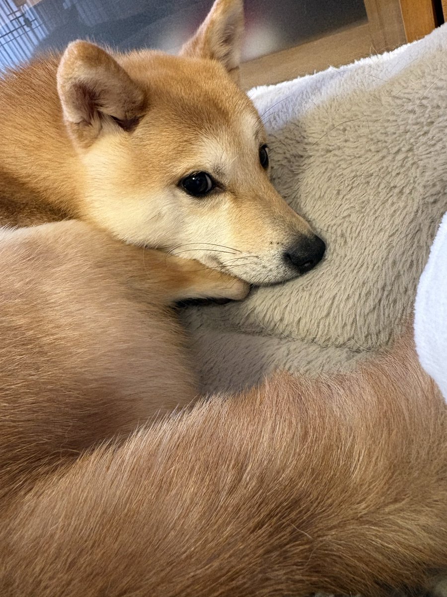 とらじろう🐯 tweet media