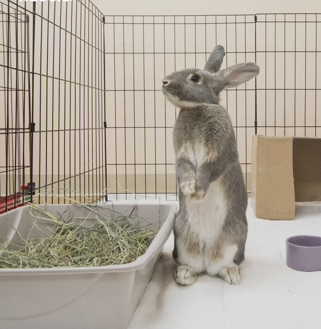 House Rabbit Society tweet media