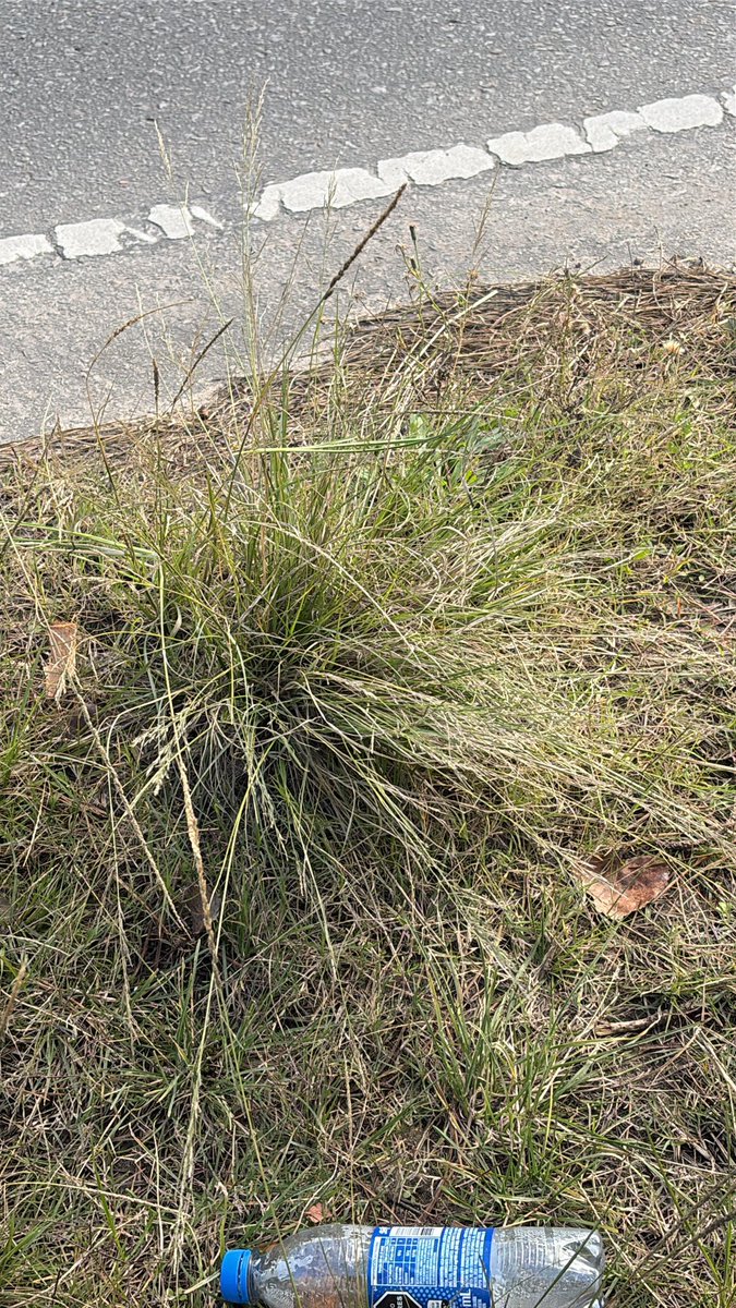 matirodpg's tweet photo. Capin annoni ya en el sur.

El tránsito de camiones, camionetas y maquinaria acelera su propagación a pasos agigantados. Ya hay plantas de Eragrostis plana en Montevideo, frente al LATU. 
Atención https://t.co/1g2dtaDRTa