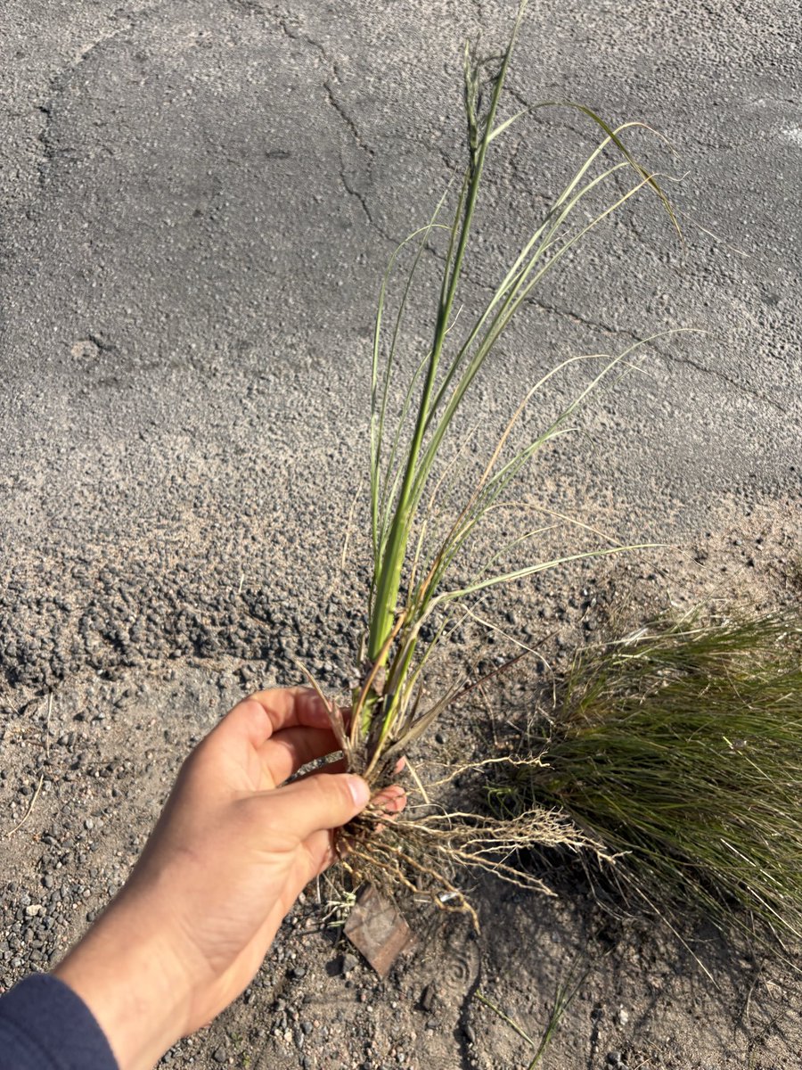 matirodpg's tweet photo. Capin annoni ya en el sur.

El tránsito de camiones, camionetas y maquinaria acelera su propagación a pasos agigantados. Ya hay plantas de Eragrostis plana en Montevideo, frente al LATU. 
Atención https://t.co/1g2dtaDRTa