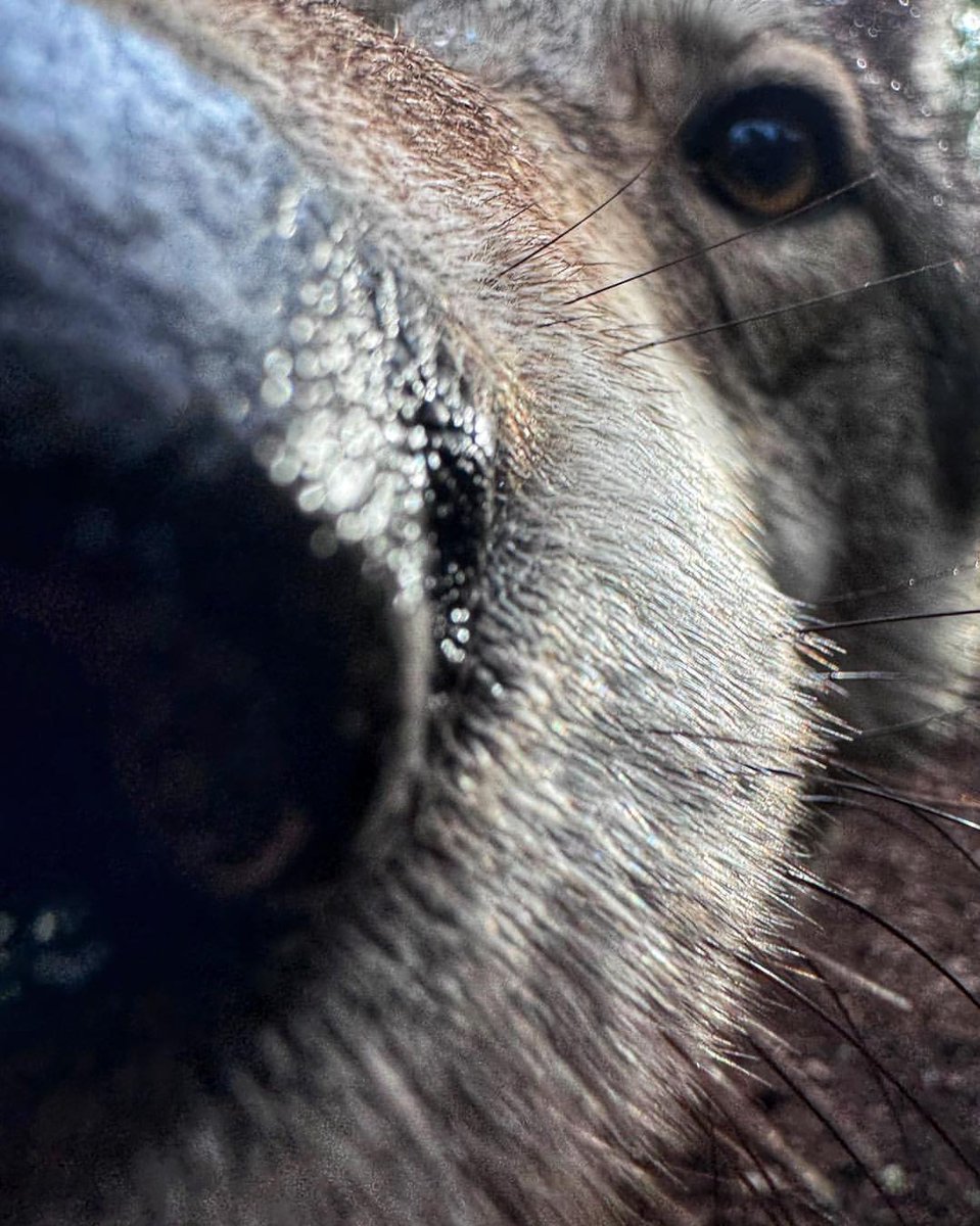 Majesticredwolf's tweet photo. Good afternoon, friends. i can tweet again https://t.co/7TH6WxBMgw