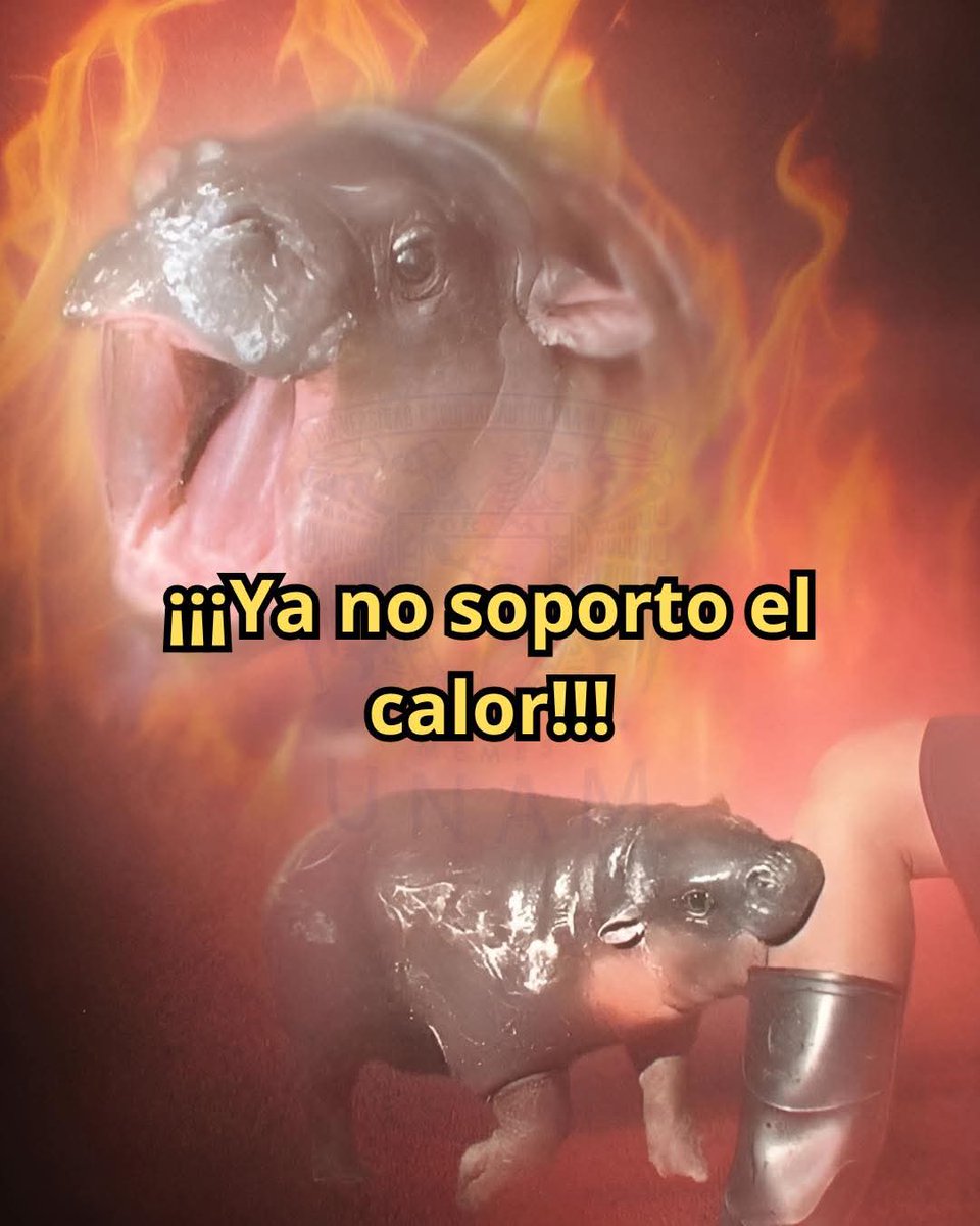 En Júpiter tweet media