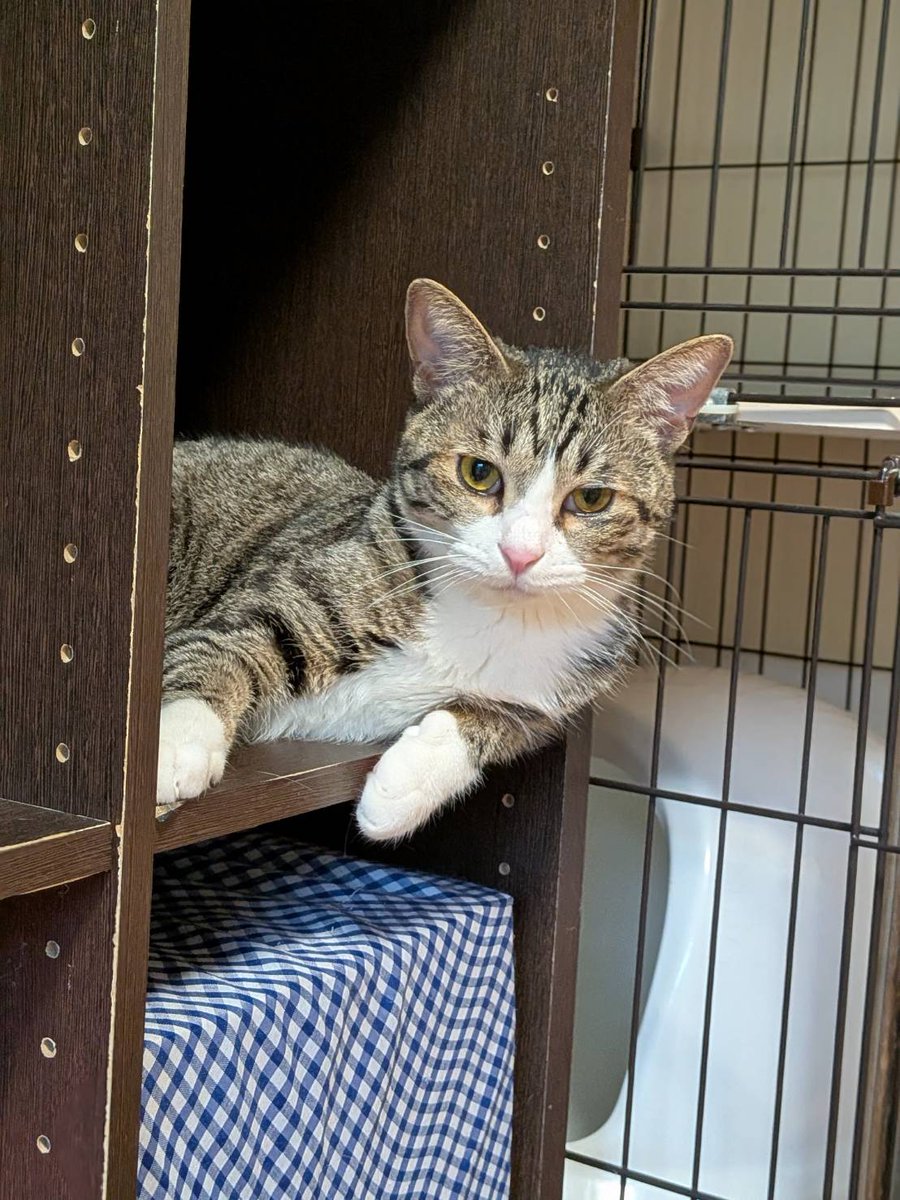 Catio41273496's tweet photo. 今日はご予約もなかったのでCatioはお休みして家の事をあれこれやります。

タルトちゃんは5/29㈮の夜にトライアルに出発します。 https://t.co/HbOjfbGNx4
