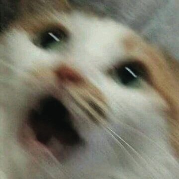 凯尔希是猫猫 tweet media