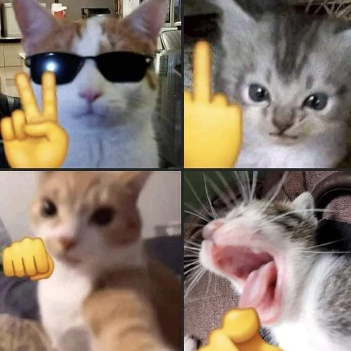 Punch Cat tweet media